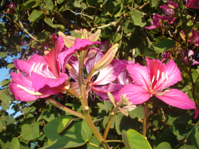 A la recherche de la mystérieuse fleur d automne Bauhen10