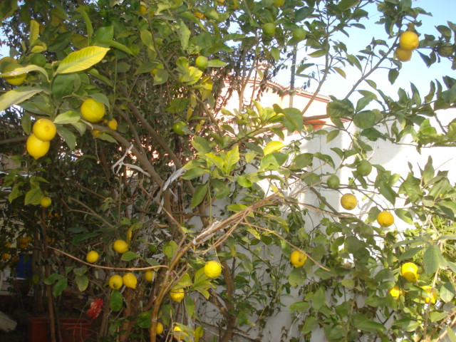 Jardin de Tropicana : Maroc /Casablanca - Page 10 Citron14