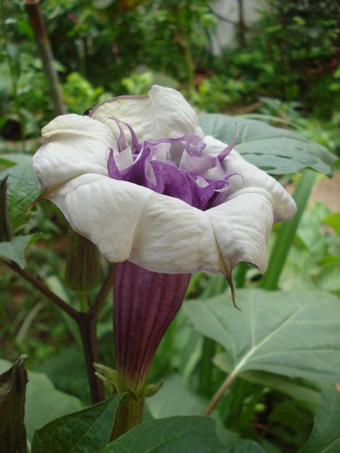 Daturas Datura20