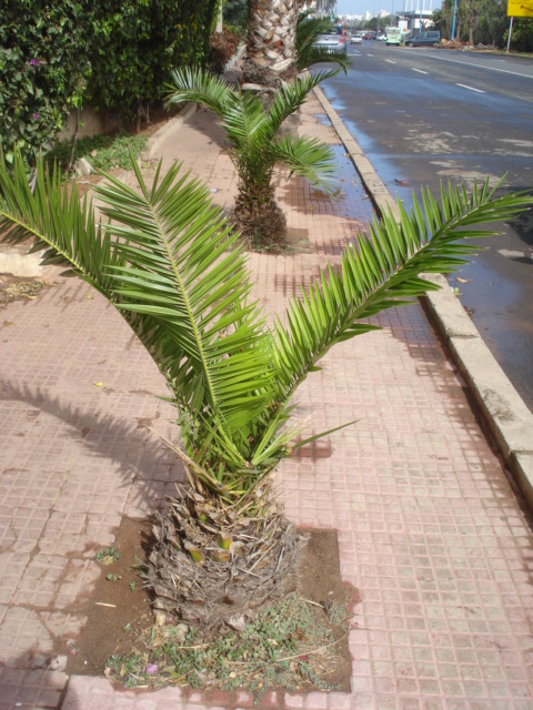 Une méthode simple pour nettoyer les palmiers Dsc00018