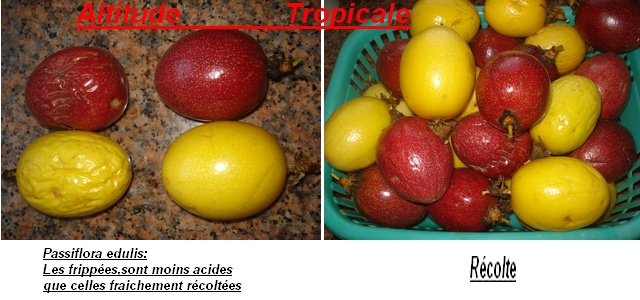Jus de "fruits passiflora" Edulis21