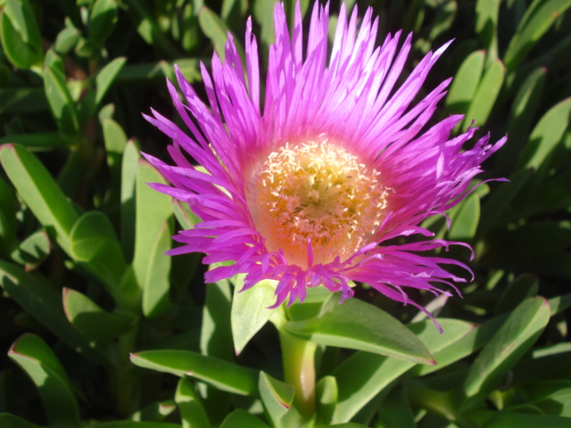 Espéces exclusivement épiphytes adaptables en zone 9 médi. Fleur_21