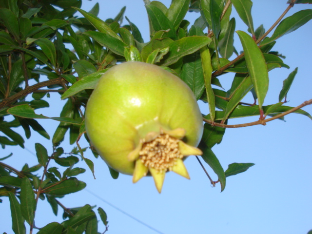 Gagner de la place dans un jardin Greffo10