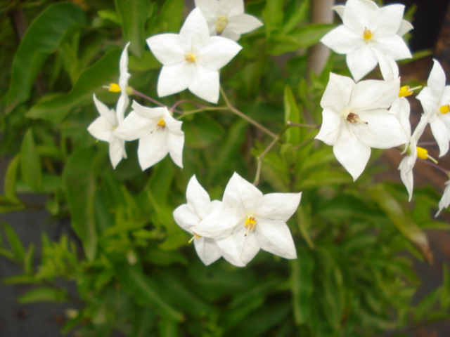 A la recherche de la mystérieuse fleur d automne Jasmin10