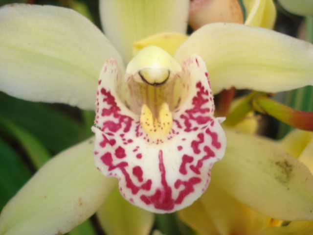 A la recherche de la mystérieuse fleur d automne Orchid11