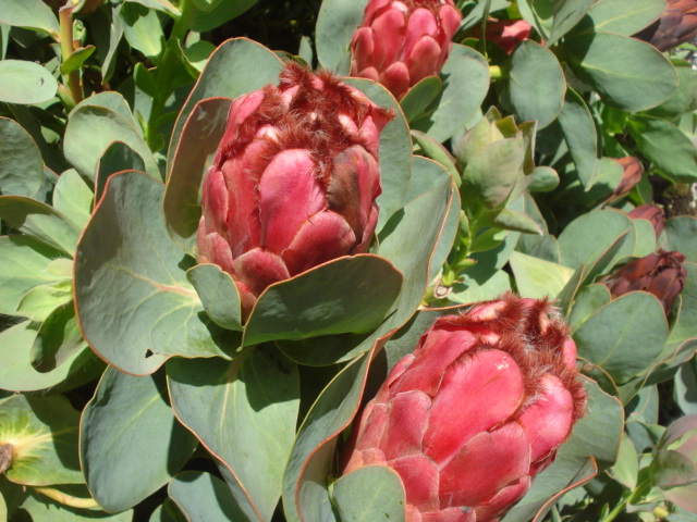 Jardin merveilleux Protea11