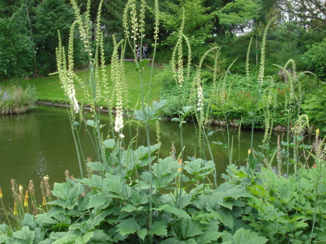 Jardin merveilleux Vue_h11