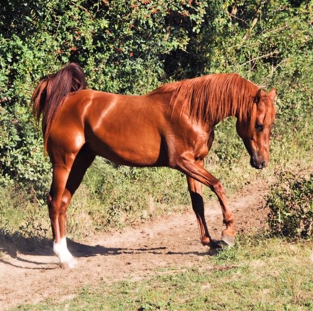 Espejo Iberic Far (pur sang arabe lignée pure espagnole) Photos10