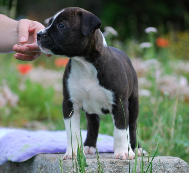 Des chiots staff pour fin mai - Page 6 Statiq22