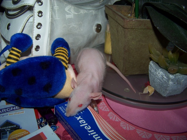 A placer rat mâle NU dumbo Stitch11