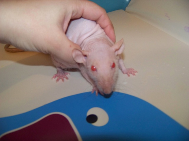A placer rat mâle NU dumbo Stitch12