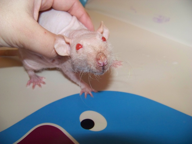 A placer rat mâle NU dumbo Stitch13