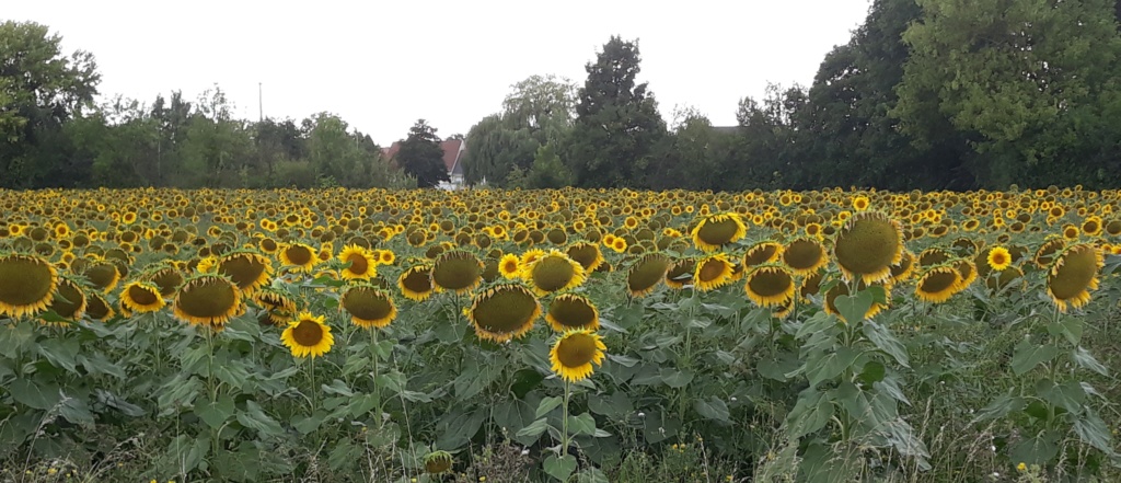 CR du 15 au 18 Août  20190822