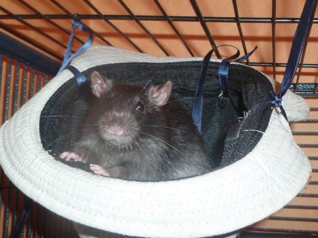 Les rats chapeautés P1060911