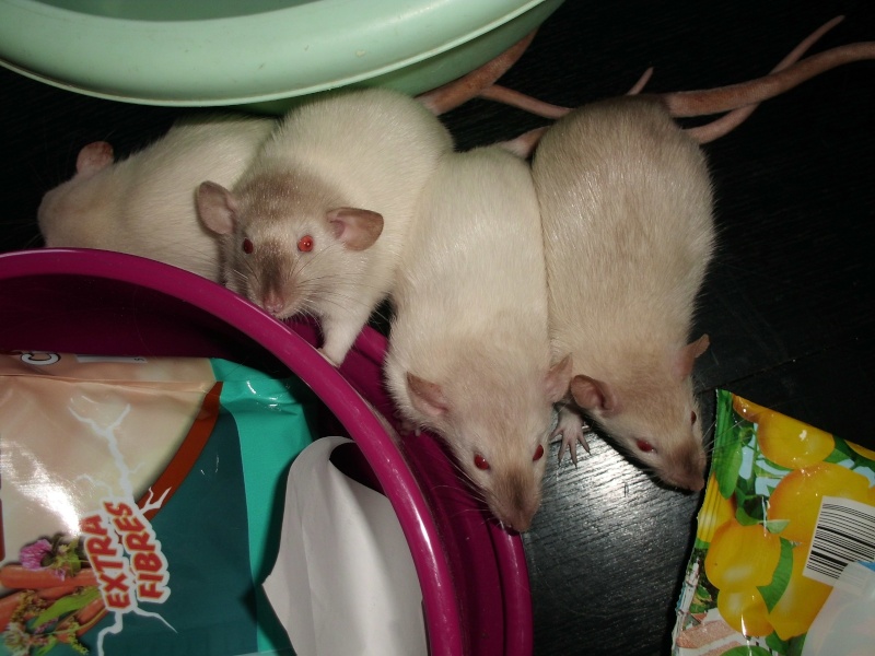 Adoption de 4 petites siamoises de presque 2 mois (3 Dumbos) Cimg9710