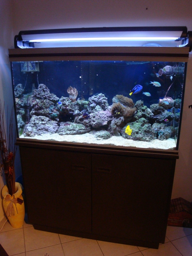 Un aquarium plus grand pour mes pseudémys Dsc02710