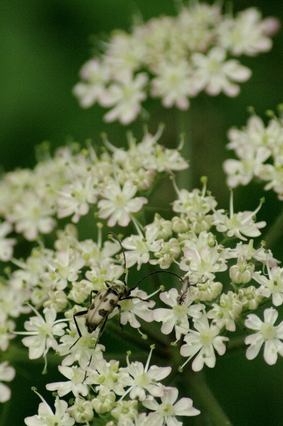 Pachytodes cerambyciformis (Coléoptère-Cerambycidae) Kerorb10