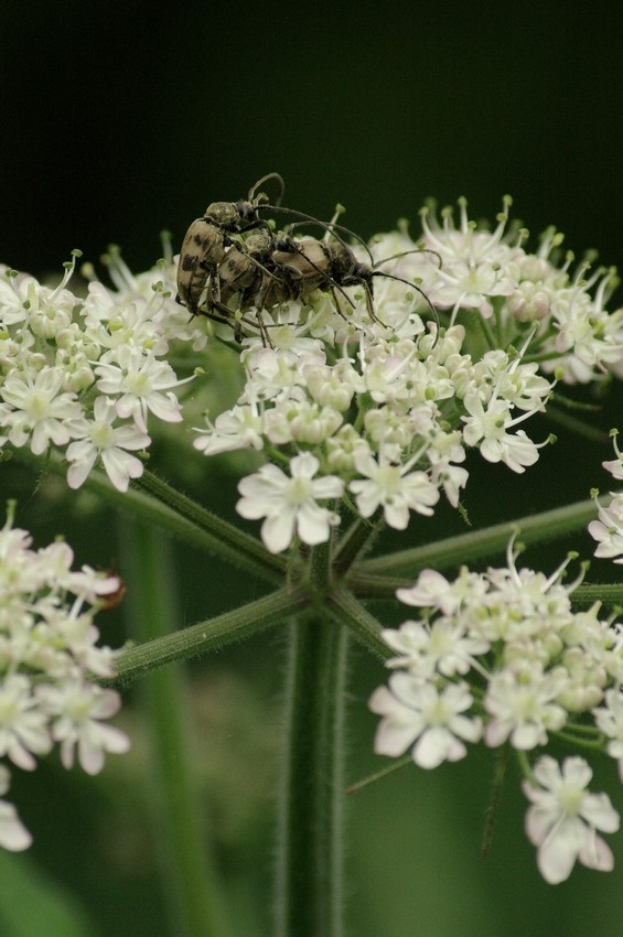 Pachytodes cerambyciformis (Coléoptère-Cerambycidae) Kerorb11