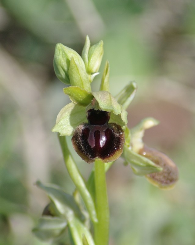 Ophrys O_pass13