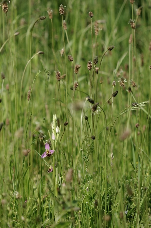 Ophrys Pen_ma11
