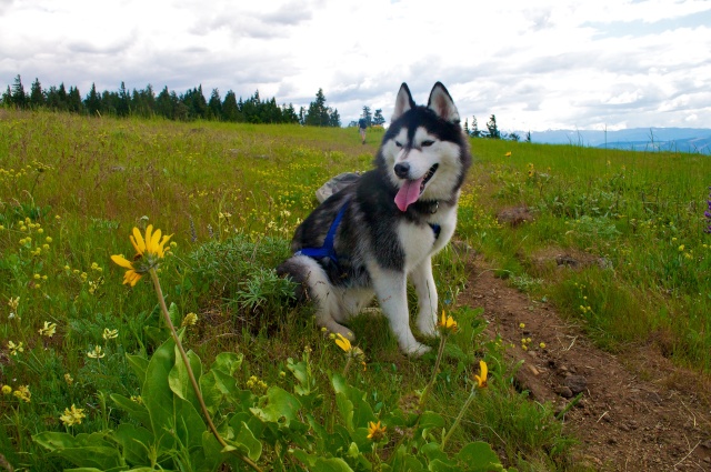 Hiking with Dogs: Hood River Mountain, Oregon Bodhi-13