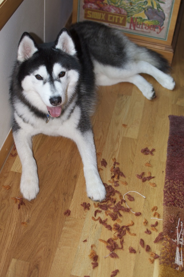What has your Husky eaten lately? - Page 6 Bodi_r10