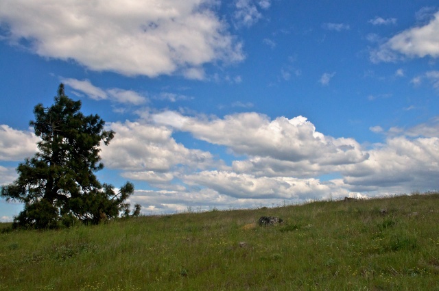 Hiking with Dogs: Hood River Mountain, Oregon Sky_0510