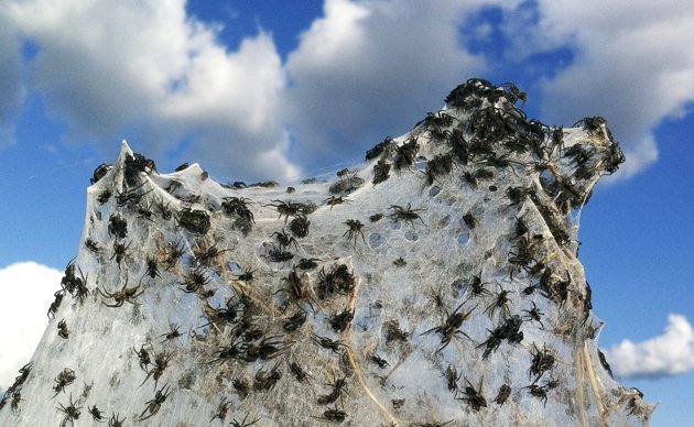 Thousands of spiders blanket Australian farm after escaping flood 2012-010