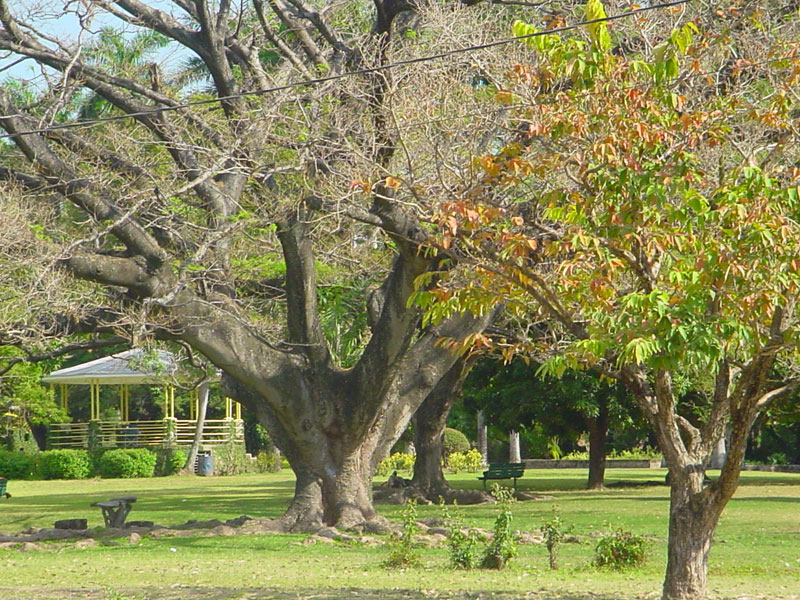 Hope Zoo gardens Jamaica Hopega12