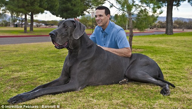 هل رأيت مثل ضخمة هذا الكلب؟؟ Articl10