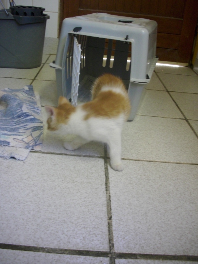ERNEST (chaton mâle roux et blanc) Dsci0210