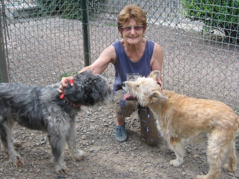  GABOO (croisé griffon mâle) Loulou15