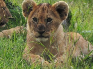 Kenya  Safari con Diego di Watamu - Pagina 5 Dscn3716