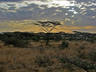 Kenya  Safari al Samburu National Reserve Img_0513