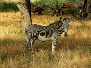 Kenya  Safari al Samburu National Reserve Img_0515