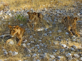 Kenya  Safari al Samburu National Reserve Img_0610