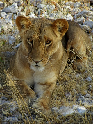 Kenya  Safari al Samburu National Reserve Img_0611
