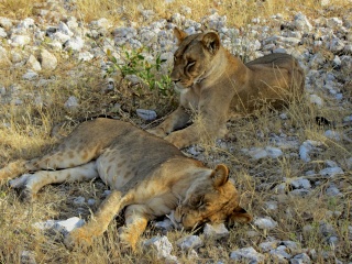 Kenya  Safari al Samburu National Reserve Img_0612