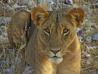 Kenya  Safari al Samburu National Reserve Img_0613