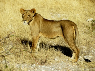 Kenya  Safari al Samburu National Reserve Img_0615