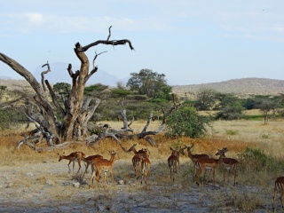 Kenya  Safari al Samburu National Reserve Img_0616