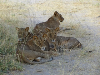 Kenya  Safari al Samburu National Reserve Img_0710