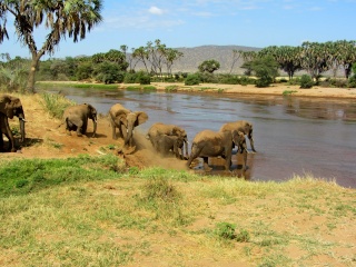 Kenya  Safari al Samburu National Reserve Img_0713