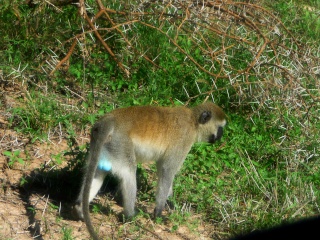Kenya  Safari al Samburu National Reserve P1030012