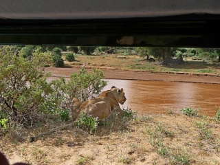 Kenya  Safari al Samburu National Reserve P1030013