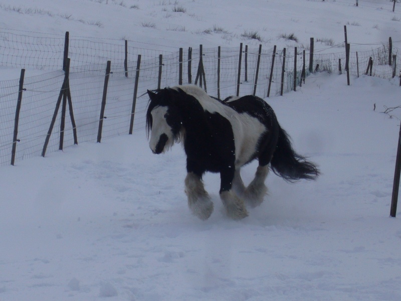 Concours de Novembre : le cheval en noir et blanc P1120310