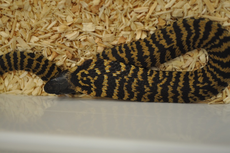 Some of my African cobras :)  Dsc_0113