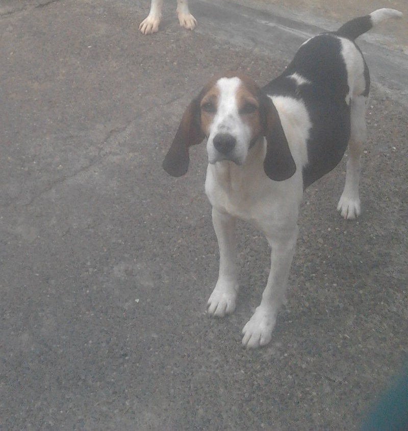 SCOTT, croisé beagle mâle de 5 ans environ (Dept 20) 2012-011