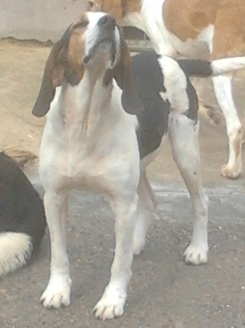 SCOTT, croisé beagle mâle de 5 ans environ (Dept 20) 2012-015
