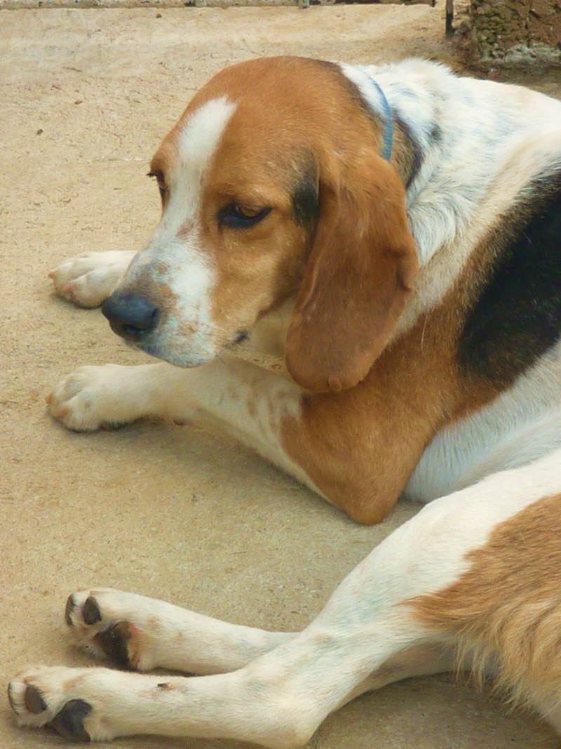 BAMBOU, croisé beagle mâle, 3 ans (20)  P1140311